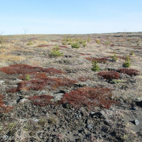 Sitkagreni á Hafnarsandi 2013, gróðursett 2002. Ljósmynd: Aðalsteinn Sigurgeirsson