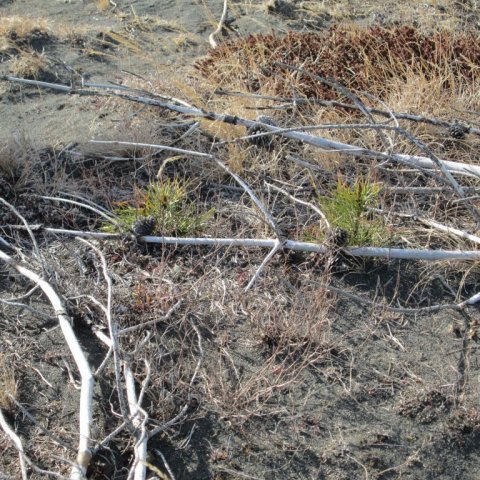 Stafafura upp af fræi í apríl 2013. Ljósmynd: Aðalsteinn Sigurgeirsson