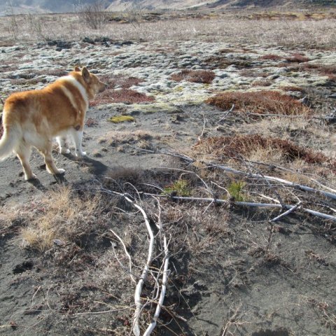Stafafura upp af fræi II. Ljósmynd: Aðalsteinn Sigurgeirsson