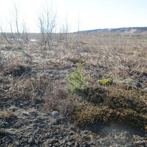 Víðir, ösp og sitkagreni í mars 2013, gróðursett 2002. Ljósmynd: Aðalsteinn Sigurgeirsson