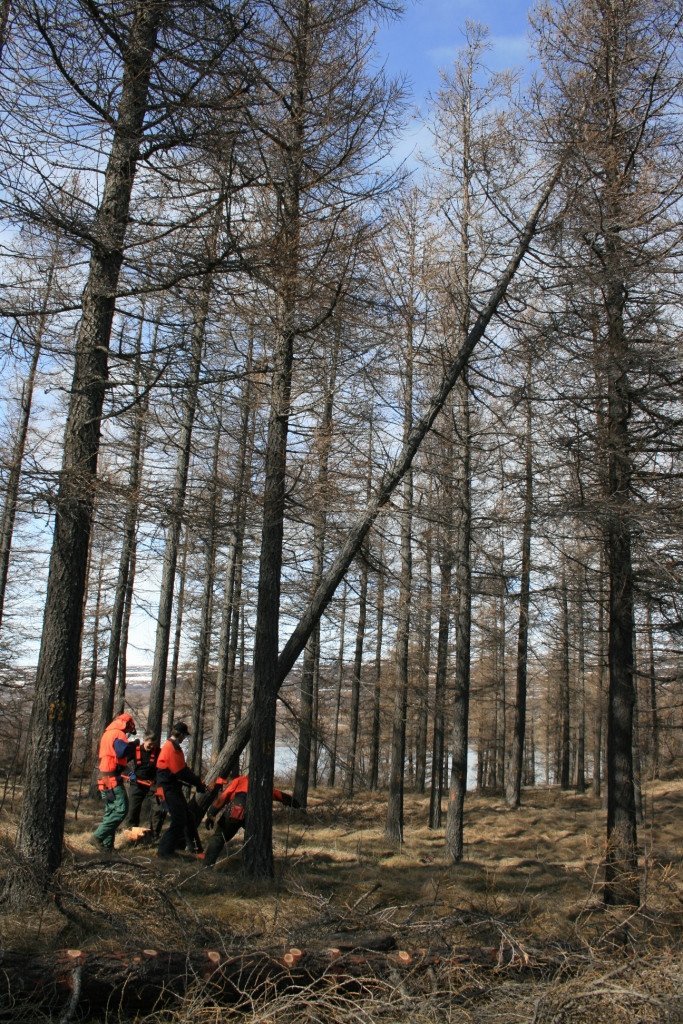 Síðasta grisjun Guttormslundar á Hallormsstað, 28. apríl 2009
