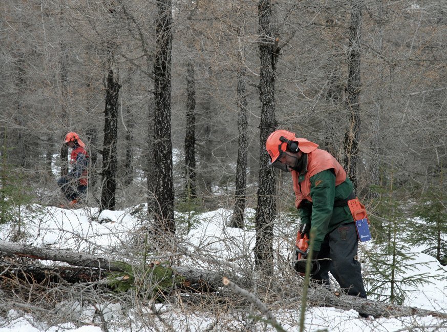 Grisjað á Hallormsstað í mars 2009