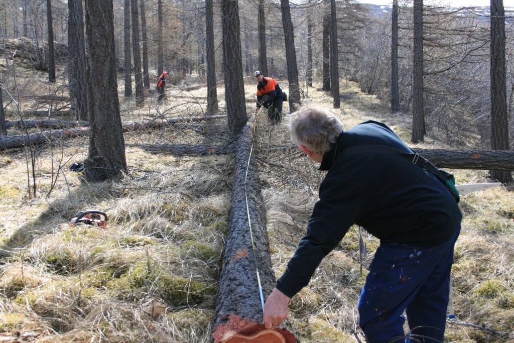 Síðasta grisjun Guttormslundar á Hallormsstað, 28. apríl 2009