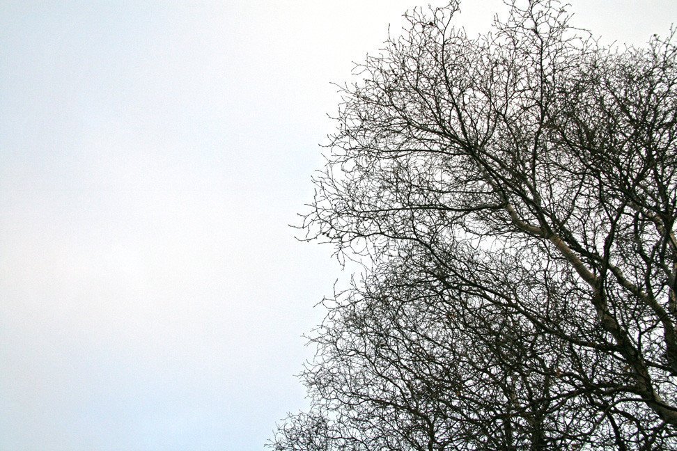 Í Hallormsstaðaskógi