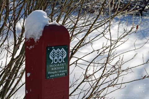 Í Hallormsstaðarskógi í mars 2011