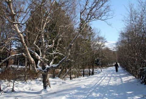 Í Hallormsstaðarskógi í mars 2011
