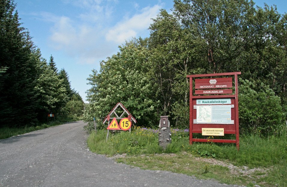 Við aðkomuna í Haukadalsskógi.