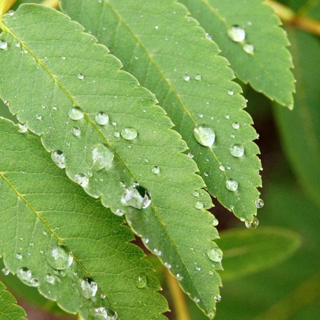 Mynd: Esther Ösp Gunnarsdóttir