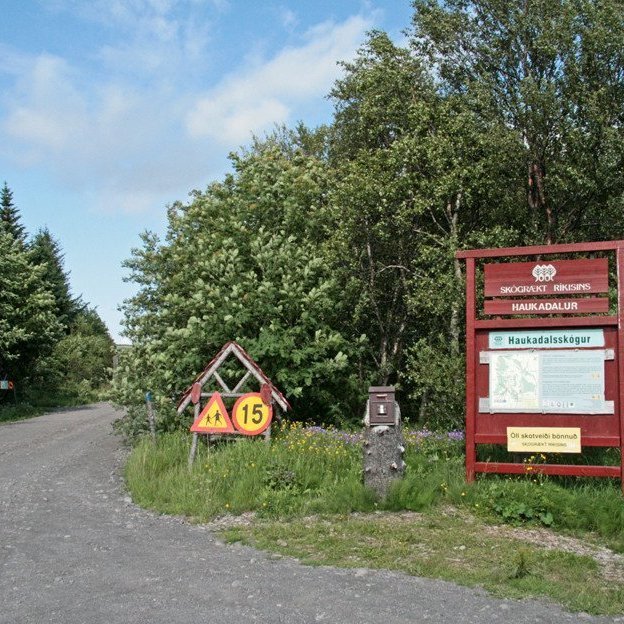 vid-adkomuna-i-haukadalsskogi