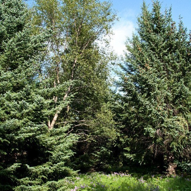 (mynd: Esther Ösp Gunnarsdóttir)