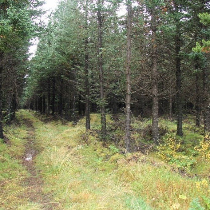 Nokkrum áratugum síðar má sjá myndarlegt sitkagrenið sem gróðursett var í plógstrenginn. Upp er vaxinn mjög verðmætur skógur og þar sem best lætur myndast 11 rúmmetrar viðar á hverjum hektara en að jafnaði 6-8 rúmmetrar. Mynd: Pétur Halldórsson.. Ljósmynd: Pétur Halldórsson