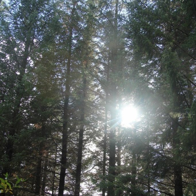 Sitkagreniskógur í Haukdadal í Biskupstungum.. Ljósmynd: Pétur Halldórsson