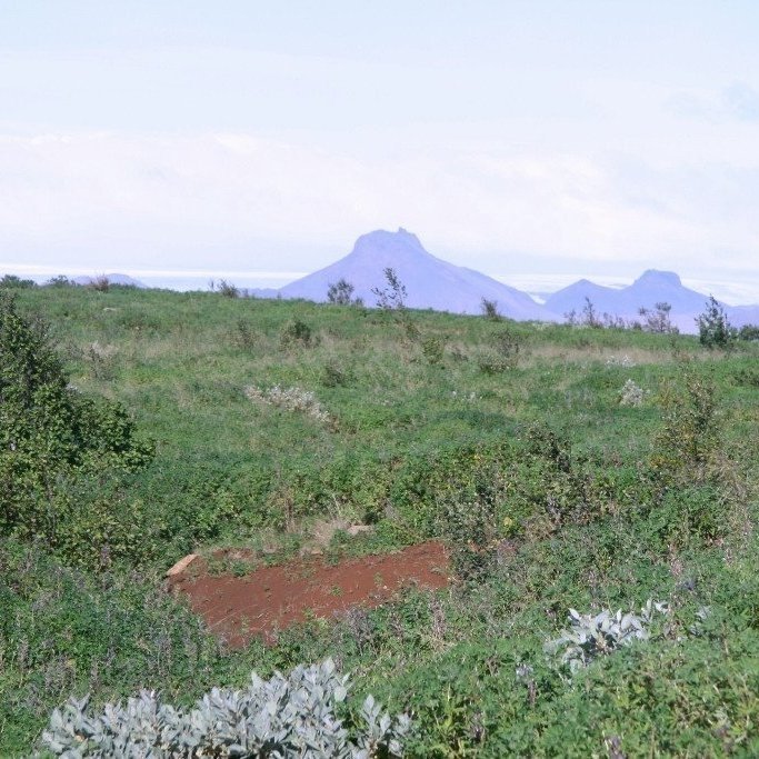 Séð til Jarlhettna gegnum uppvaxandi birkiskóginn. Með þrotlausu starfi og hjálp lúpínu og annarra landgræðslujurta hillir nú undir að birkiskógurinn sem laut fyrir rányrkju á fyrri öldum vaxi aftur upp á Haukadalsheiði. Ljósmynd: Hreinn Óskarsson