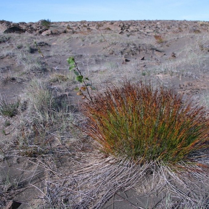 Birkiplöntur vaxa upp úr foksandinum sem bundinn hefur verið með grassáningu og áburðargjöf. Hér nýtur birkiplanta félagsskapar myndarlegs móasefsbrúsks. Ljósmynd: Hreinn Óskarsson
