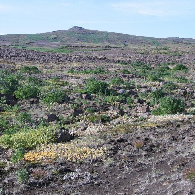 Baráttunni við foksandinn er ekki lokið þótt allt þokist í rétta átt. Lúpínan á þar mögur ár í þurrkasumrum en spírar vel þegar vott er. Ljósmynd: Hreinn Óskarsson