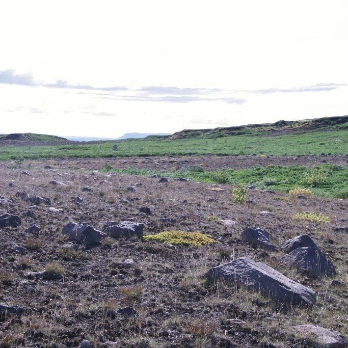 Rofabörðin standa eftir sem minnisvarði um eyðinguna sem geisaði allt þar til landið var friðað og uppgræðslan hófst. Lúpína og grös hafa bundið foksandinn og smám saman fjölgar öðrum tegundum, birki og víðir vex upp og landið fær á sig heilbrigðari svip. Ljósmynd: Hreinn Óskarsson