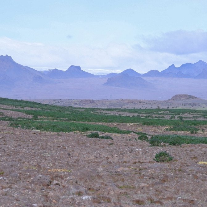 Á Haukadalsheiði sýnir lúpínan vel yfirburði sína yfir aðrar jurtir. Hér mun hún flýta endurhæfingu landsins um áratugi, ef ekki aldir, og fegra umhverfi Jarlhettna. Ljósmynd: Hreinn Óskarsson