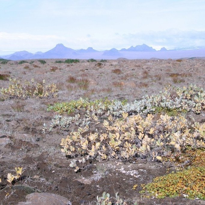 Íslensku víðitegundirnar fjallavíðir, loðvíðir og grasvíðir njóta góðs af landgræðslustarfinu og fikra sig upp úr mögrum sverðinum. Jarlhettur í baksýn. Ljósmynd: Hreinn Óskarsson