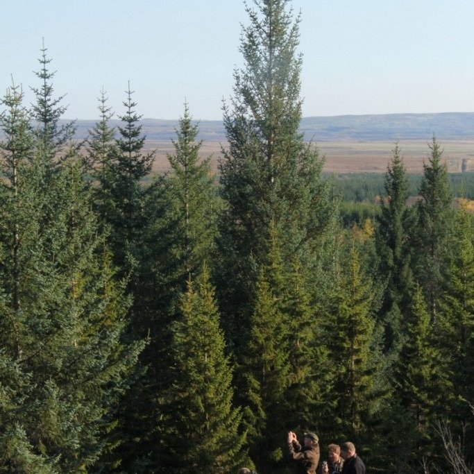 Sitkagreniskógur í Haukadal í Biskupstungum. Ljósmynd: Pétur Halldórsson