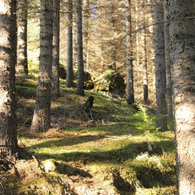 Myndarlegt sitkagreni í Haukadalsskógi. Ljósmynd: Pétur Halldórsson