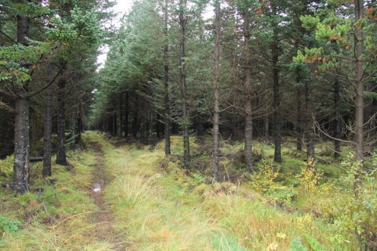 Nokkrum áratugum síðar má sjá myndarlegt sitkagrenið sem gróðursett var í plógstrenginn. Upp er vaxinn mjög verðmætur skógur og þar sem best lætur myndast 11 rúmmetrar viðar á hverjum hektara en að jafnaði 6-8 rúmmetrar. Mynd: Pétur Halldórsson 2014.