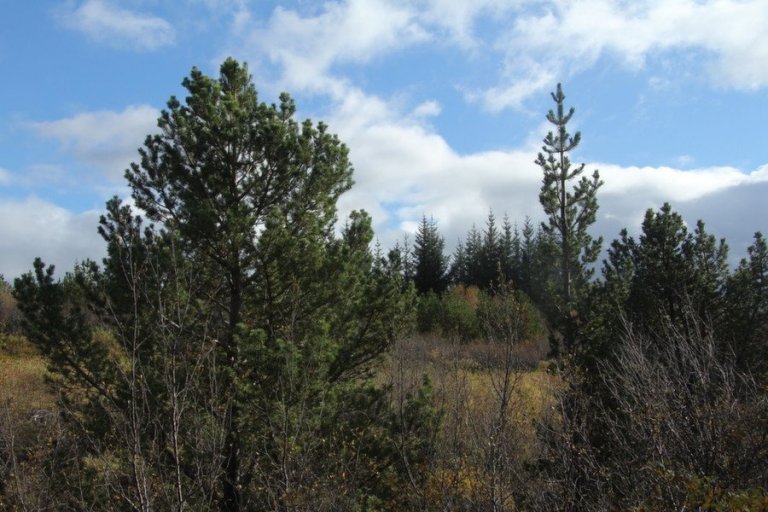 Hálfrar aldar gömul skógarfura í Haukadalsskógi..