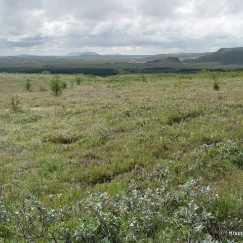 Haukadalsskógur