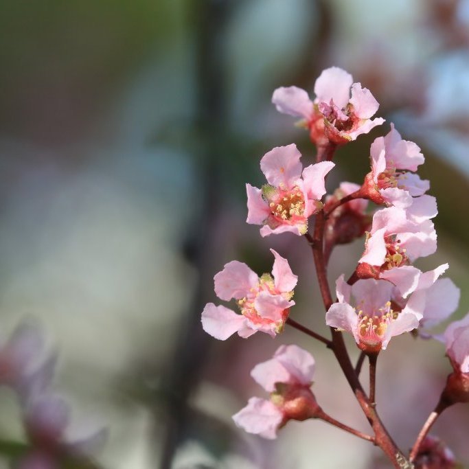 Blóðheggur í blóma á Eiðsvelli á Akureyri 1. júní 2016.. Ljósmynd: Pétur Halldórsson