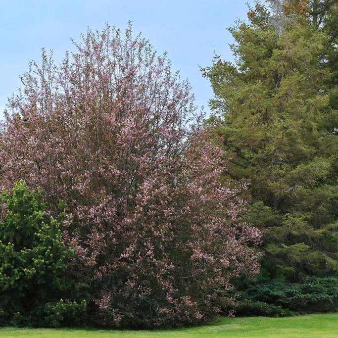 Blóðheggur í blóma á Eiðsvelli á Akureyri 1. júní 2016.. Ljósmynd: Pétur Halldórsson
