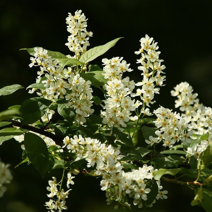 Hvít blóm á hegg. Ljósmynd: Pétur Halldórsson