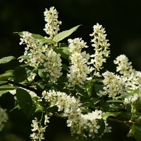 Hvít blóm á hegg. Ljósmynd: Pétur Halldórsson