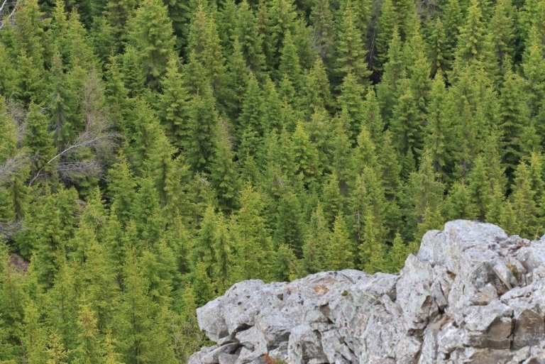 Íslenskur rauðgreniskógur.