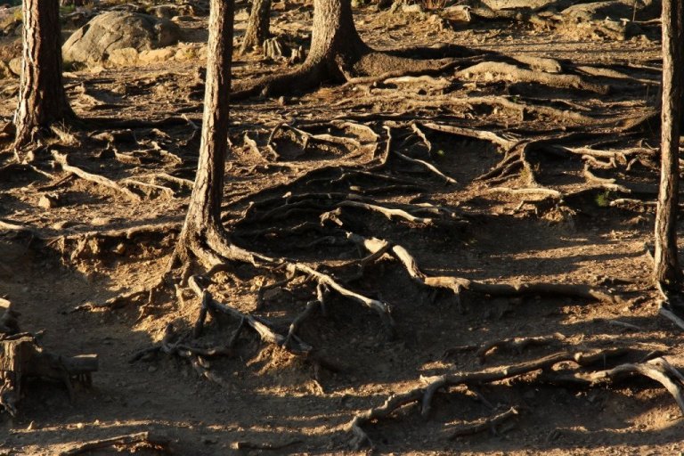Jarðvegur skóganna er ekki síður mikilvæg kolefnisgeymsla en það sem ofan jarðar er. Skógarnytjar verða að vera sjálfbærar og mega ekki verða að námavinnslu. Nauðsynlegt er að skógarnir geti viðhaldið frjósemi sinni með náttúrlegum hætti. Mynd: Pétur Halldórsson.