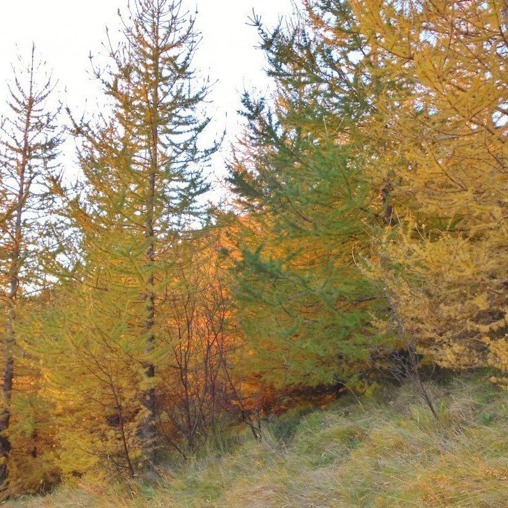 'Hrymur' í Múlakoti Fljótshlíð. 