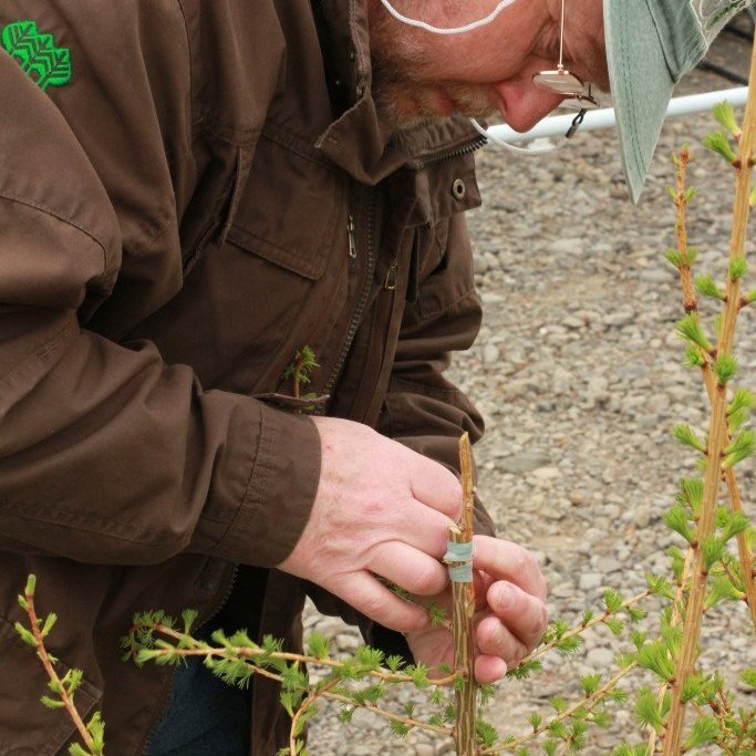 Hrymur9Þröstur Eysteinsson, skógerfðafræðingur og skógræktarstjóri, hafði lengst af yfirumsjón með kynblöndun rússalerkis og evrópulerkis til framleiðslu Hryms. Hann ágræðir hér sprota af úrvalstrjám á grunnstofna sem verða móðurtré Hryms í Fræhöllinni á 