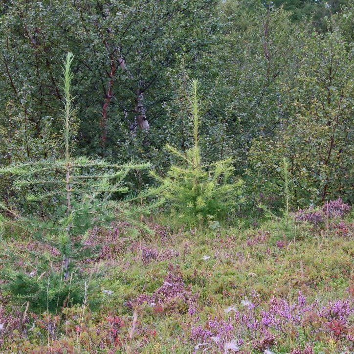 Efnileg hrymtré í Miðhúsaskógi á Héraði. Mynd: Pétur Halldórsson