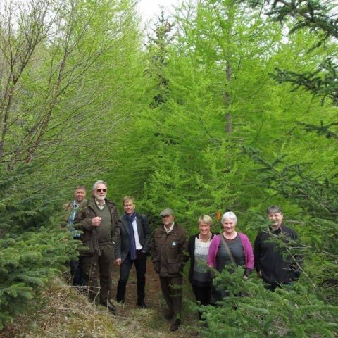 Fagráð skógræktar við myndarleg hrymtré í skóginum á Mógilsá. Mynd: Þröstur Eysteinsson. 
