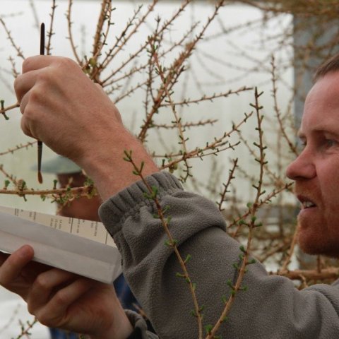 Hér vinnur Teitur Davíðsson að frævun lerkis í Fræhöllinni á Vöglum í Fnjóskadal. Mynd: Pétur Halldórsson