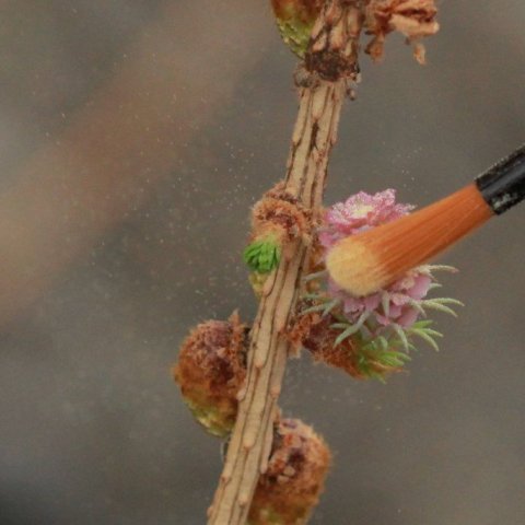Frjó af rússalerki er borið á kvenblóm evrópulerkis og öfugt til að búa til lerkiblendinginn Hrym. Mynd: Pétur Halldórsson