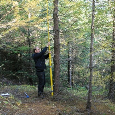 Jafnvel þótt aðeins fáeinir áratugir séu frá því að ræktun Hryms hófst eru þegar komin myndarleg tré eins og þetta sem hér er mælt í skóginum á Mógilsá. Mynd: Þröstur Eysteinsson