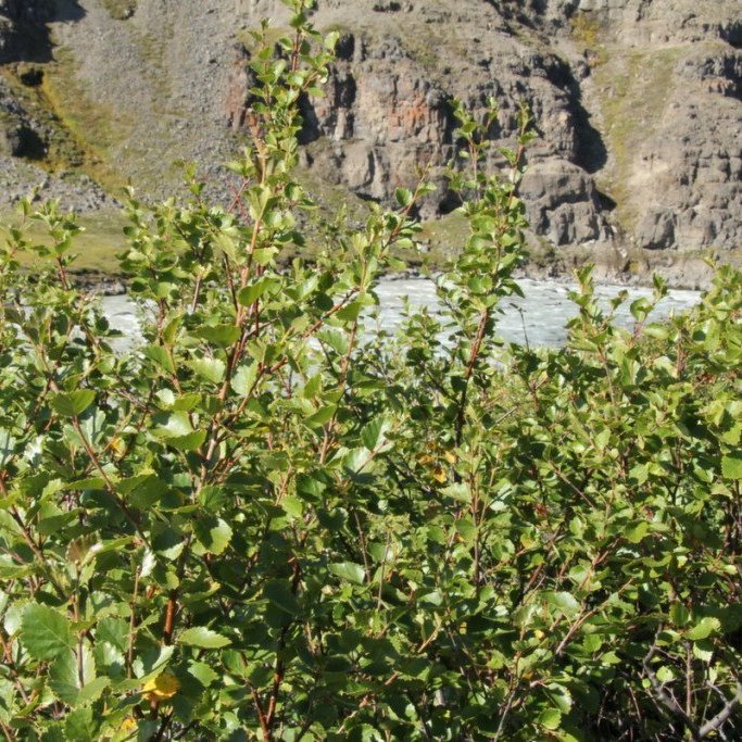 Birki í Austurdal 1