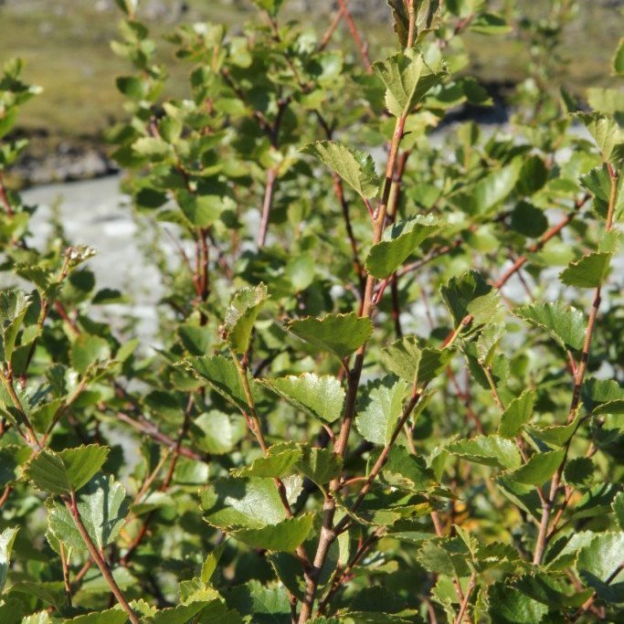 Birki í Austurdal 3