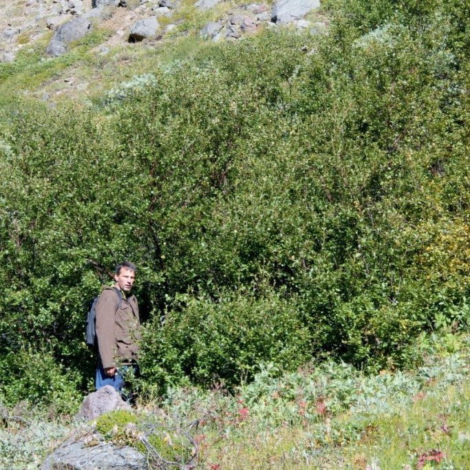 Birki í Austurdal 4