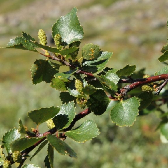 Birki í Austurdal 5