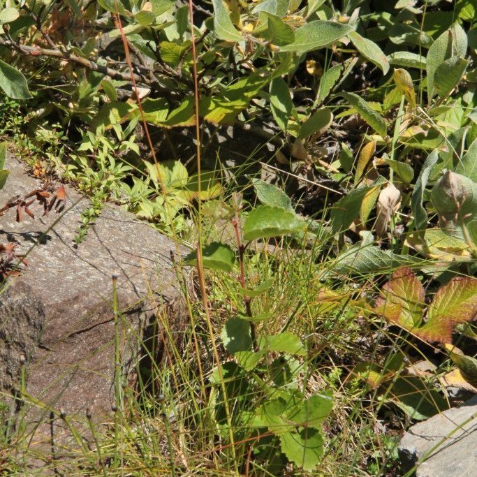 Birki í Austurdal 6