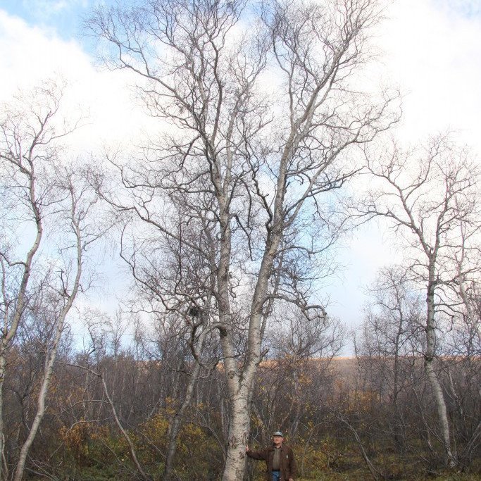 Hæsta birkitréð 2