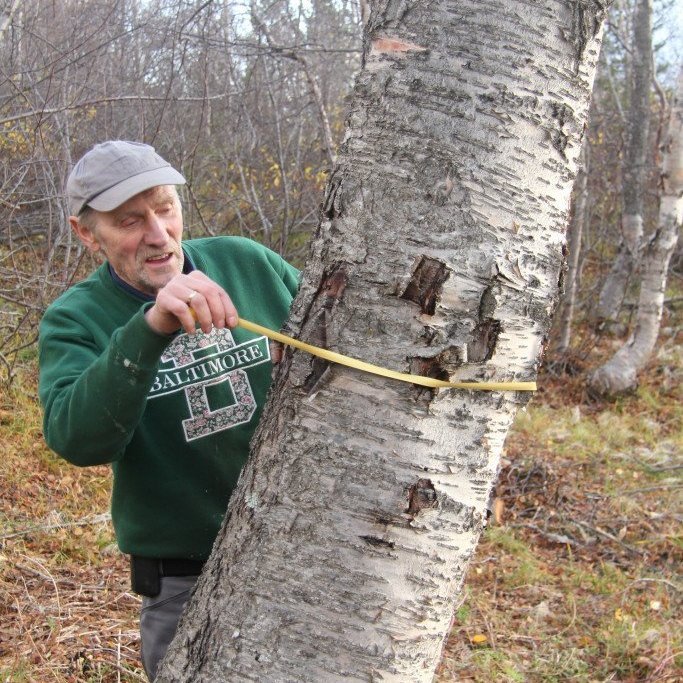 Hæsta birkitréð 1