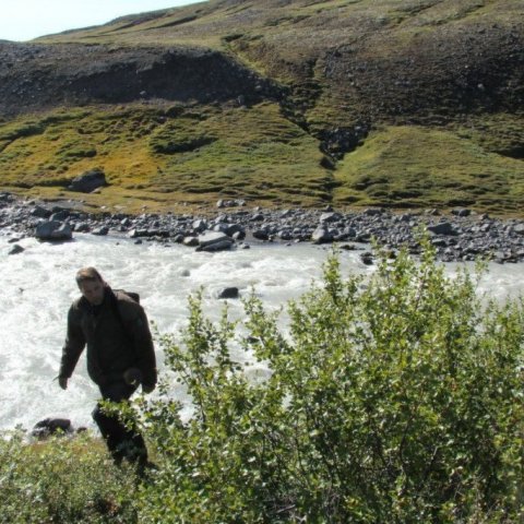 Birki í Austurdal 2