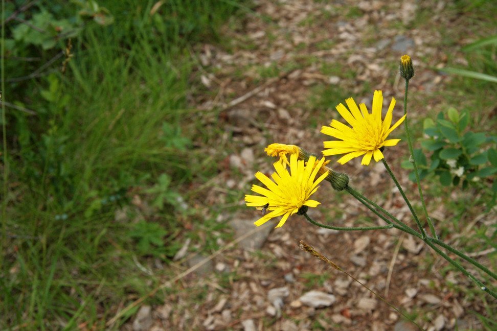 Í Jafnaskarðsskógi.