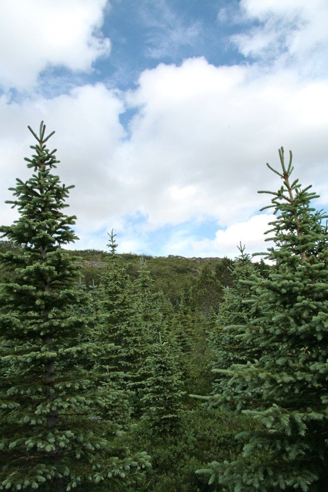 Í Jafnaskarðsskógi.